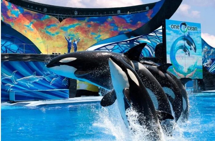為保護(hù)動(dòng)物權(quán)益 美聯(lián)航停止SeaWorld門票銷售