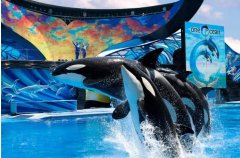 為保護動物權(quán)益 美聯(lián)航停止SeaWorld門票銷售-北美國際空運