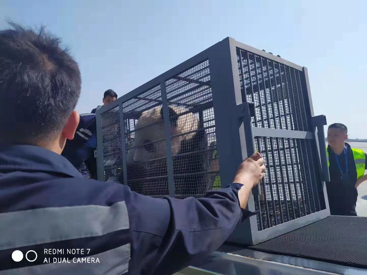 內(nèi)蒙古民航地服公司貨運(yùn)部?jī)A情保障國寶大熊貓抵呼-伊朗的空運(yùn)價(jià)格