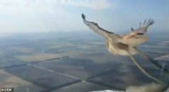 迪拜空運-視頻：疑似737遭鳥擊 飛行員拍下驚魂一刻！