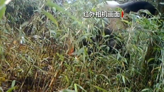 上海空運(yùn)公司四川崇州：紅外相機(jī)拍到野生大熊貓標(biāo)記行為