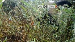上?？者\公司四川崇州：紅外相機拍到野生大熊貓標記行為