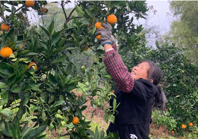 蘇寧菜場(chǎng)幫扶上海農(nóng)戶(hù)，加大物流資金投入