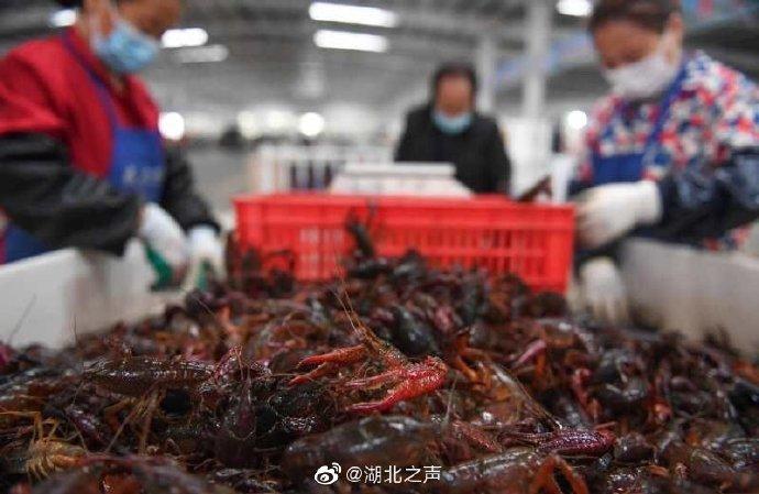 ▲湖北小龍蝦 圖片來(lái)源見(jiàn)水印