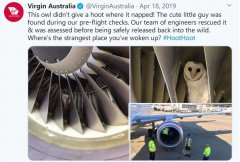 dhl全球件視頻：伏林航空客機停場期間 機翼上竟發(fā)現(xiàn)了鳥巢！