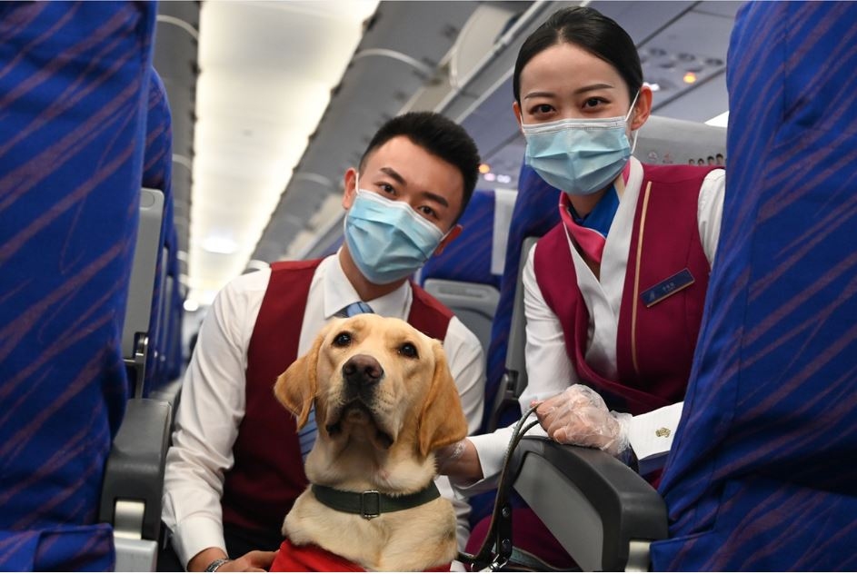 “明星”導盲犬乘坐南航航班回家