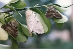 注意了！這個(gè)幺蛾子將影響你的船舶在境外通關(guān)-寧波海運(yùn)